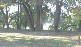 Site # 220